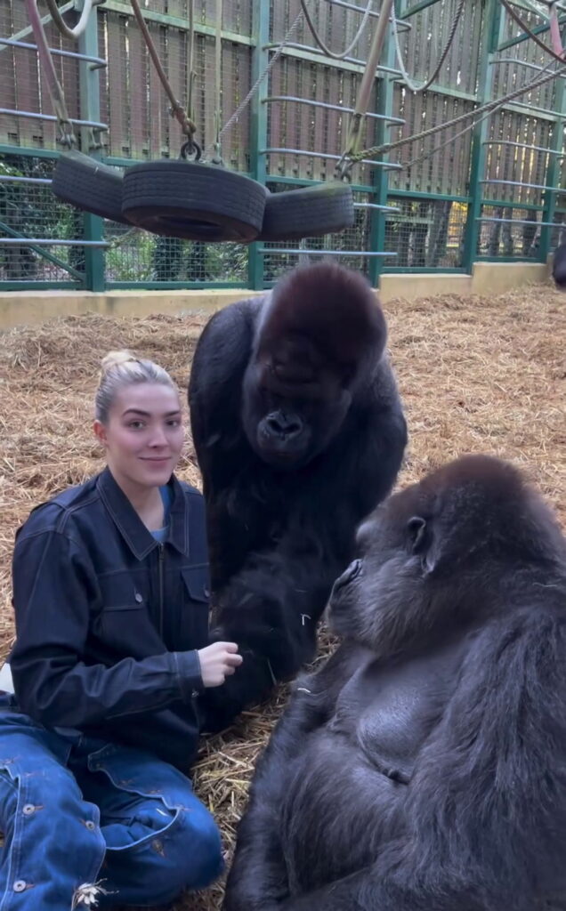 SWNS GORILLA INTERACTION 01