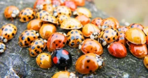 Ladybug Cheap Flights