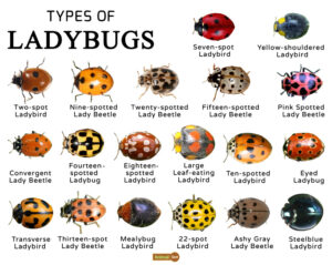 Ladybug Cheap Flights