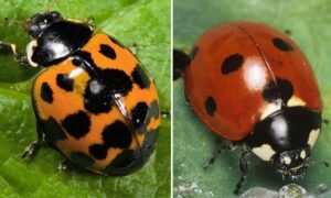 Ladybug Cheap Flights