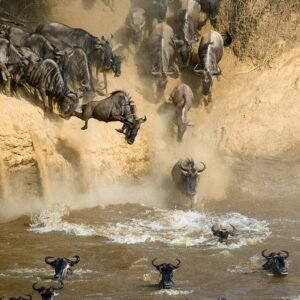 Migration Masai Mara Kenya