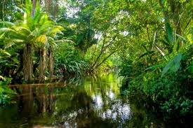 AMAZON RAINFOREST